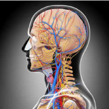 頭部の血管・神経