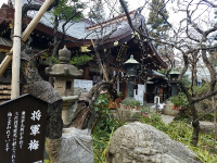 愛宕神社「将軍梅」